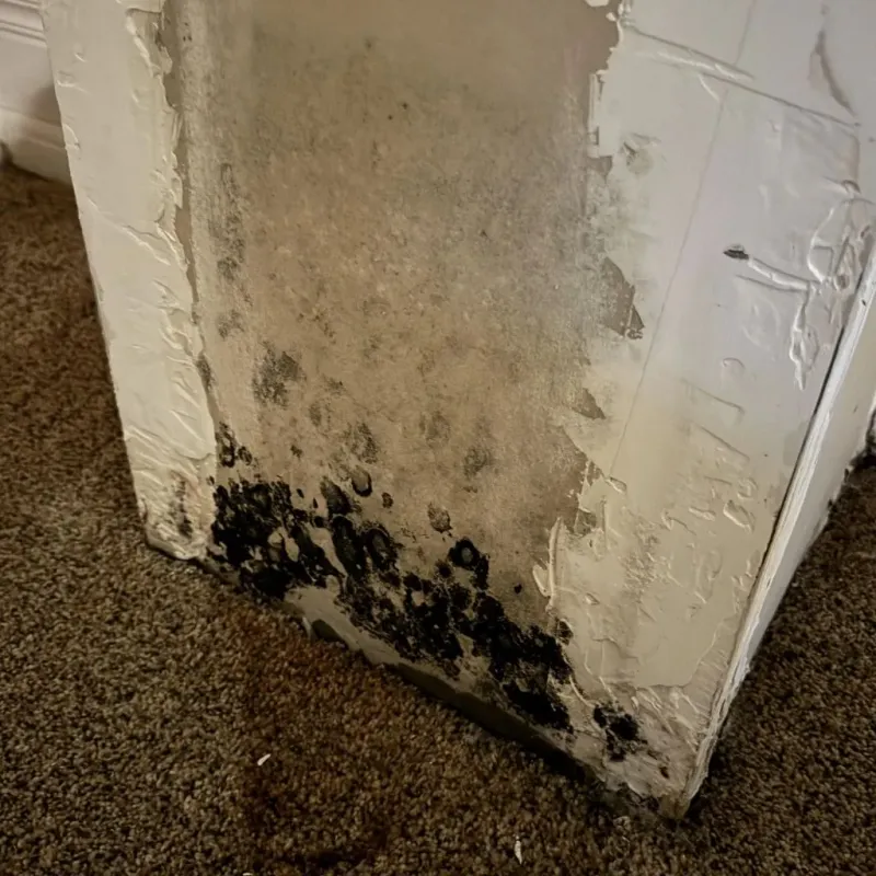 Professional Mold Removal in New Century KS, KS